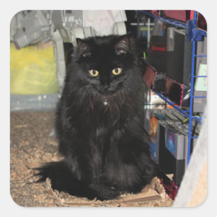 Pegatina Cuadrada Gato