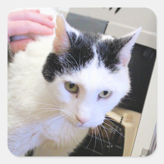 Pegatina Cuadrada Gato (Anverso)