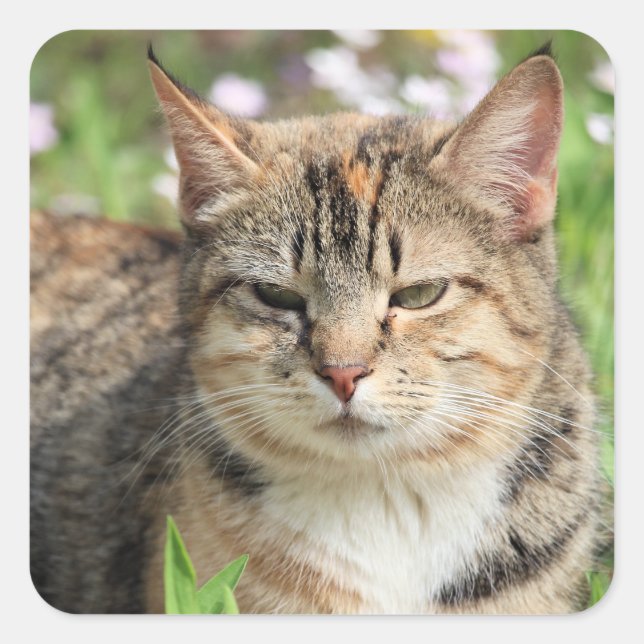 Pegatina Cuadrada Gato (Anverso)
