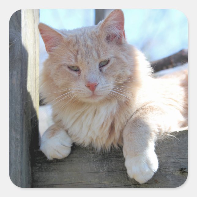 Pegatina Cuadrada Gato (Anverso)