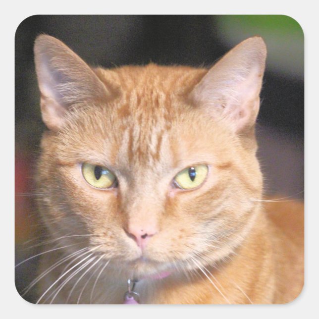 Pegatina Cuadrada Gato (Anverso)