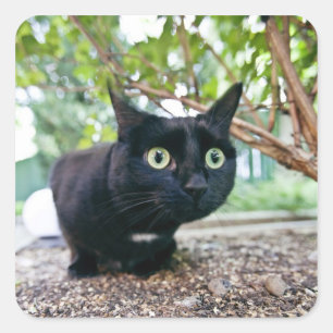 Pegatina Cuadrada gato alertado escondiéndose debajo de bush.
