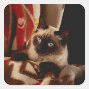 Pegatina Cuadrada Gato asomando el tejido