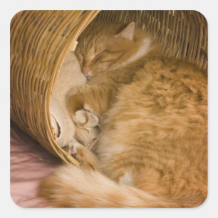 Pegatina Cuadrada Gato atigrado naranja durmiendo en cesto