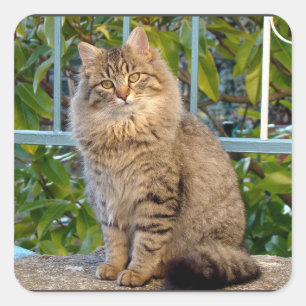Pegatina Cuadrada Gato Atigrado Pequeño Animal Doméstico Gatito Ador