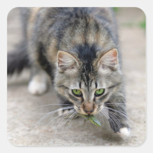 Pegatina Cuadrada gato atrapó a un lagarto