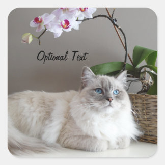Pegatina Cuadrada Gato balinés majestuoso