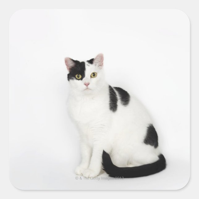 Pegatina Cuadrada Gato blanco con manchas negras (Anverso)