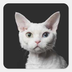 Pegatina Cuadrada Gato blanco de ojos raros