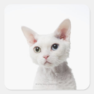 Pegatina Cuadrada Gato blanco de ojos raros 2