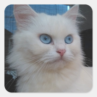 Pegatina Cuadrada Gato blanco gitano con ojos azules