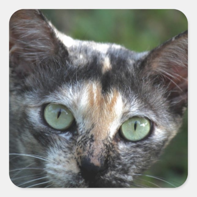Pegatina Cuadrada Gato blanco gris marrón con ojos verdes (Anverso)