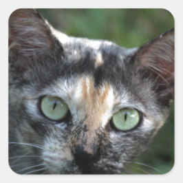 Pegatina Cuadrada Gato blanco gris marrón con ojos verdes