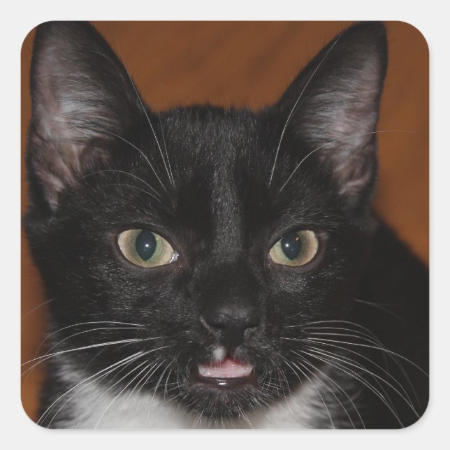 PEGATINA CUADRADA GATO BLANCO Y NEGRO (Anverso)