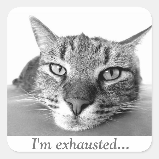 Pegatina Cuadrada Gato cansado (Anverso)