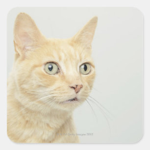 Pegatina Cuadrada Gato con los ojos abiertos ancho, de cerca
