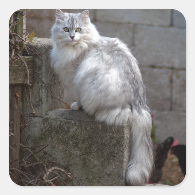 Pegatina Cuadrada Gato de angora gris-blanco (Anverso)