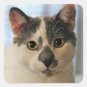 Pegatina Cuadrada Gato de corte