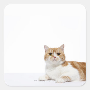 Pegatina Cuadrada Gato de hueso escocés