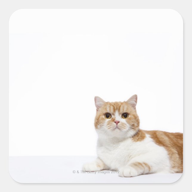 Pegatina Cuadrada Gato de hueso escocés (Anverso)