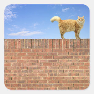 Pegatina Cuadrada Gato de jengibre parado en la pared de ladrillo