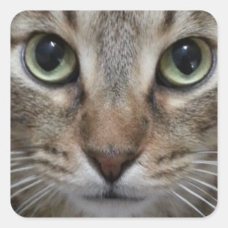 Pegatina Cuadrada Gato de Tabby Brown