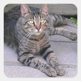 Pegatina Cuadrada Gato de Tabby de Brown al aire libre