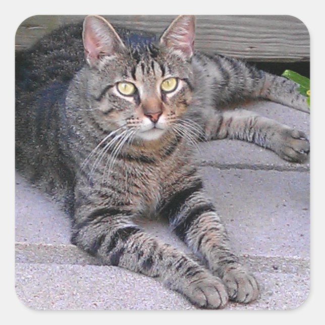 Pegatina Cuadrada Gato de Tabby Marrón al aire libre (Anverso)