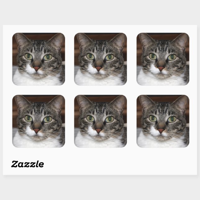 Pegatina Cuadrada Gato de Tabby mirando tu foto (Hoja)