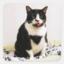 Pegatina Cuadrada Gato de Tuxedo sacudiendo su lengua