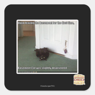 Pegatina Cuadrada Gato del sótano, ligeramente desorientado