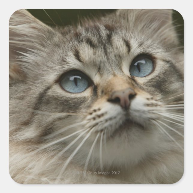 Pegatina Cuadrada Gato doméstico (Anverso)