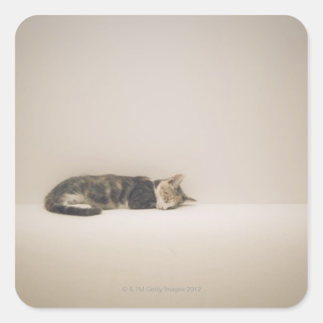 Pegatina Cuadrada Gato durmiente (Anverso)