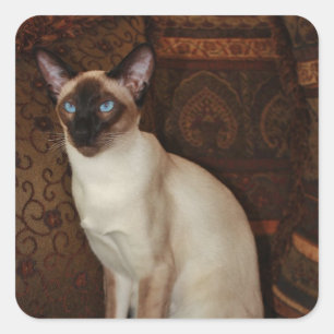 Pegatina Cuadrada Gato elegante siamés