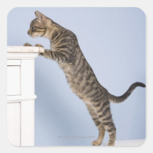 Pegatina Cuadrada Gato en la silla, Dusseldorf, Norte