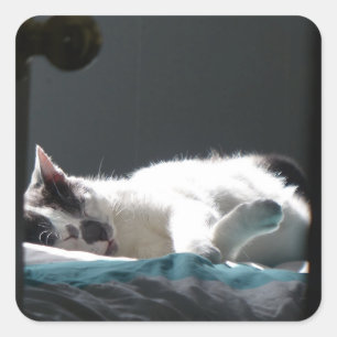 Pegatina Cuadrada Gato en Sunspot No molestar