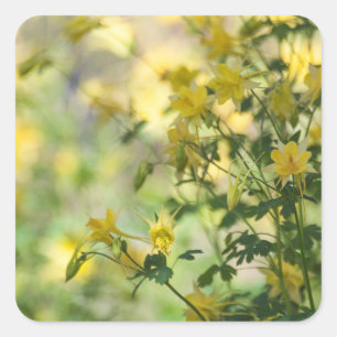 Pegatina Cuadrada Gato-Garra en el sol de Arizona