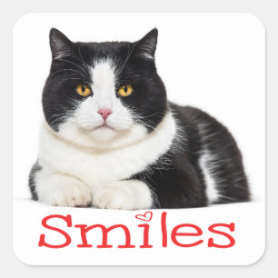 Pegatina Cuadrada Gato Gatito Sonrisas Hola Gato Blanco Negro