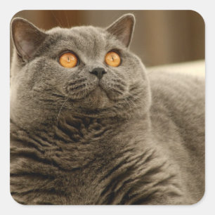 Pegatina Cuadrada Gato: Gato británico Shorthair