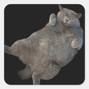 Pegatina Cuadrada Gato gordo al descubierto en el cielo británico