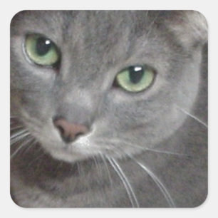 Pegatina Cuadrada Gato gris azul ruso