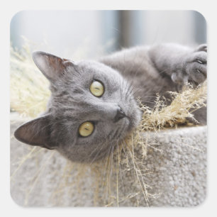 Pegatina Cuadrada Gato gris en boca, orágulas, Herault, Francia
