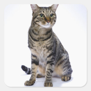 Pegatina Cuadrada Gato japonés de fondo blanco