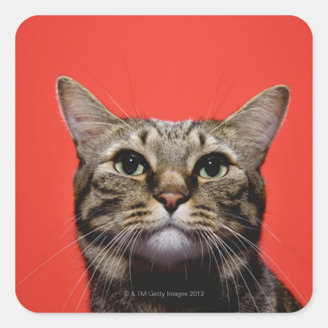 Pegatina Cuadrada Gato japonés mirando (Anverso)