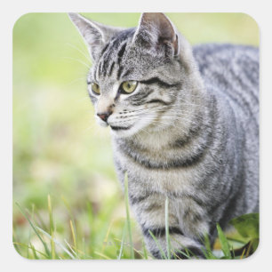 Pegatina Cuadrada Gato joven en la naturaleza
