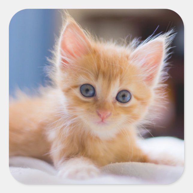 Pegatina Cuadrada Gato lindo con ojos azules (Anverso)