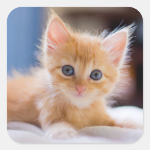 Pegatina Cuadrada Gato lindo con ojos azules
