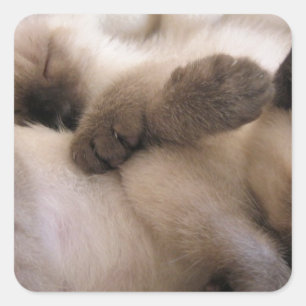 Pegatina Cuadrada Gato Mascota gemelo gato lindo gatito siamés