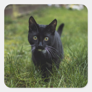 Pegatina Cuadrada Gato, Mascota, línea