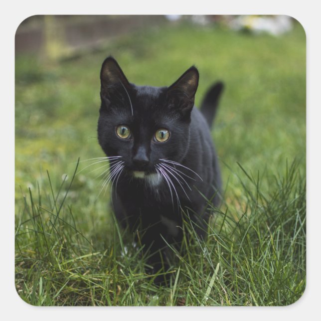 Pegatina Cuadrada Gato, Mascota, línea (Anverso)